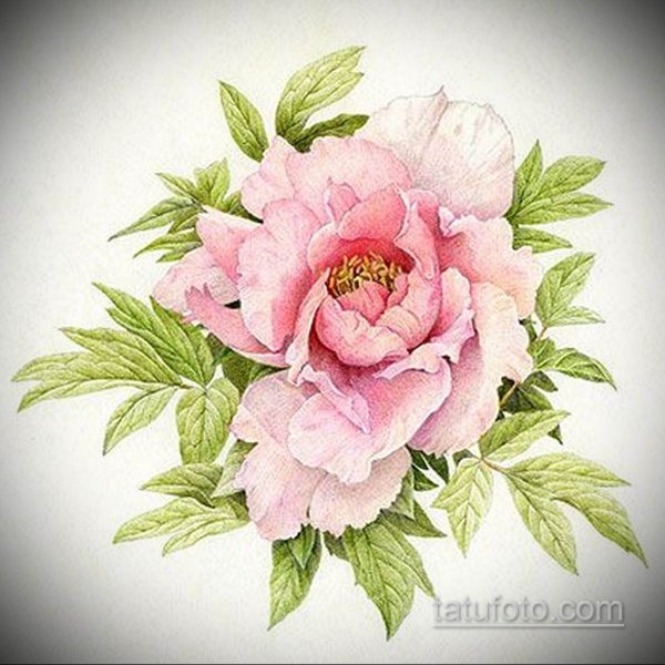 Ботанические этюды пион