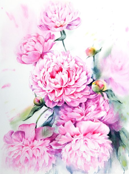 Акваакварельные пионы
