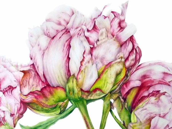 Marie Burke акварель