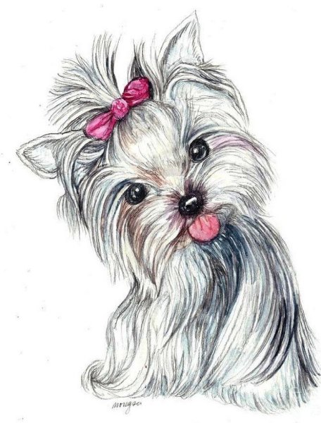 Йоркширский терьер