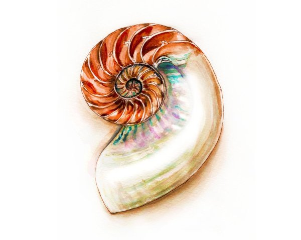 Раковина Наутилус референс