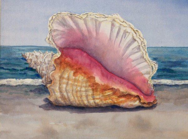 Морская раковина акварель
