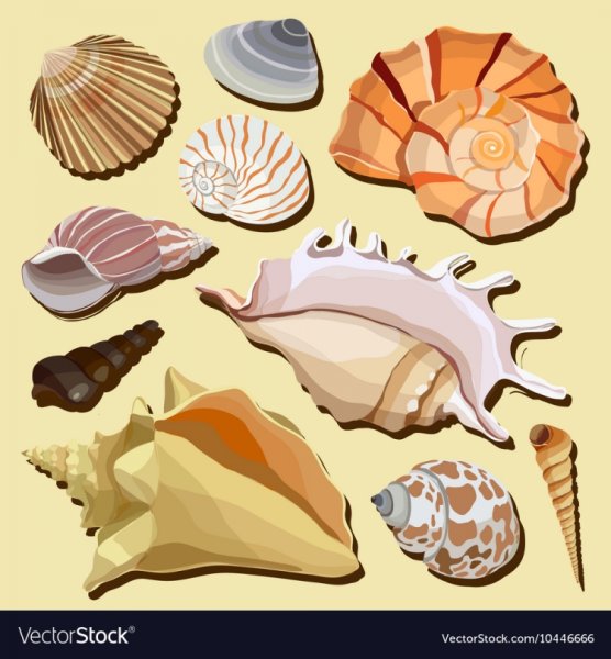 Красивая Ракушка рисунок