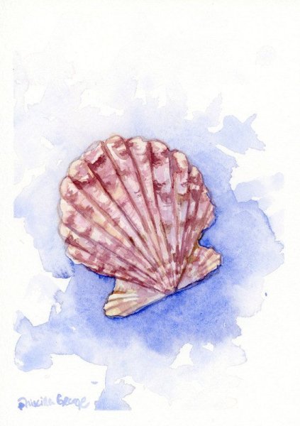 Морская раковина акварель