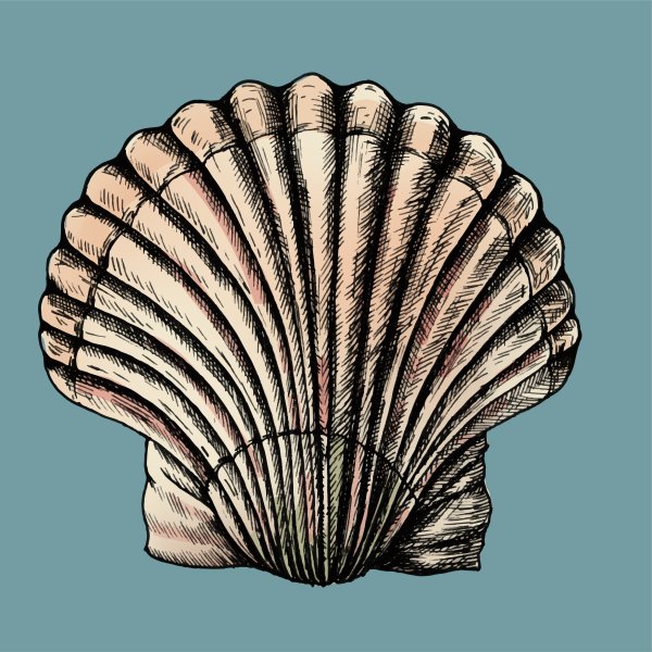 Ракушка рисунок