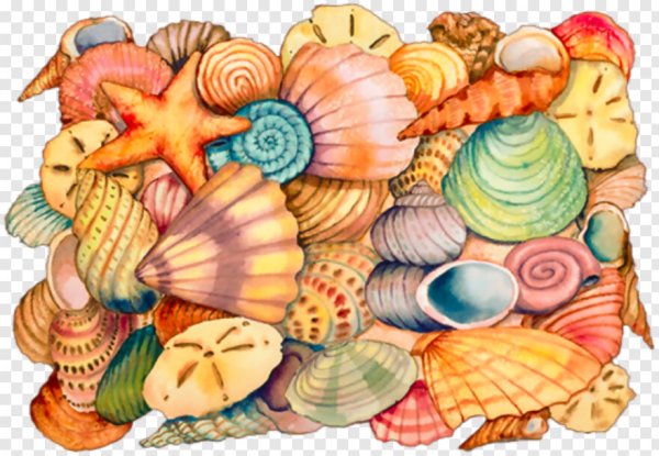 Сказочные ракушки