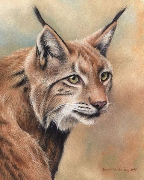 Художник Sarah Stribbling