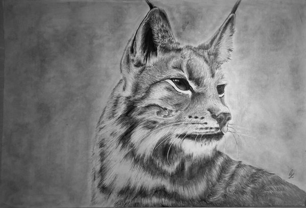 Рисунок Рыся