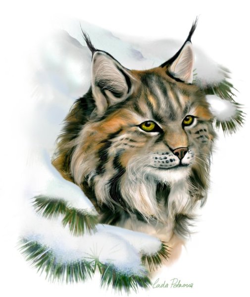 Рысь красками