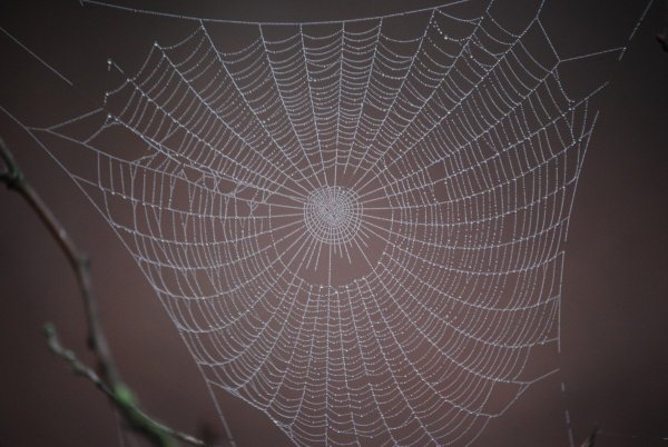 Паутинка рисунок