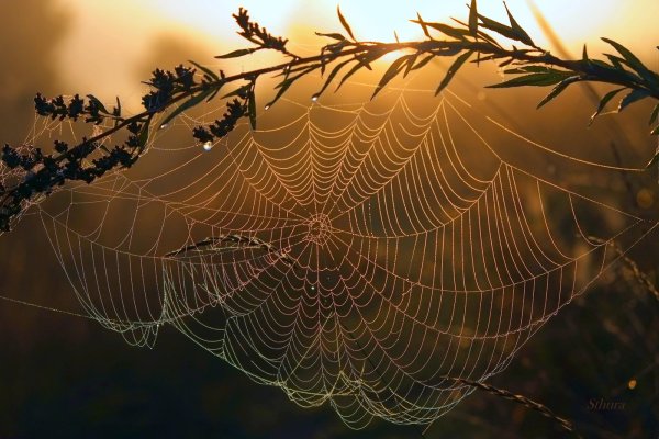 Паутина раскраска