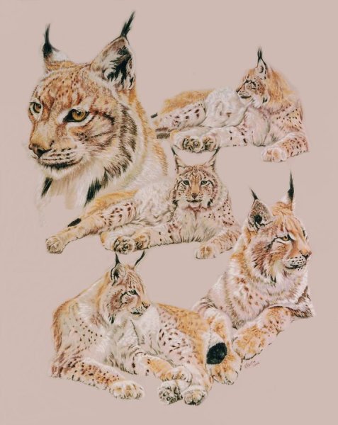 Стилизованное изображение рыси