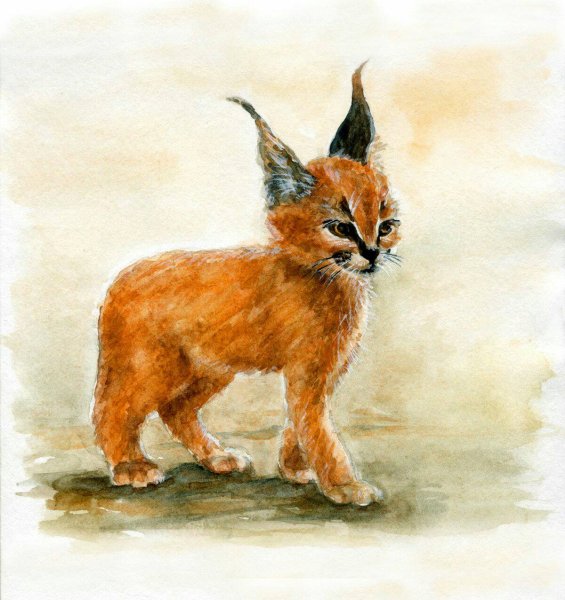 Каракал рисунок