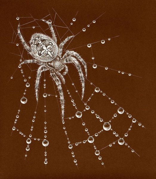 Паутина рисунок
