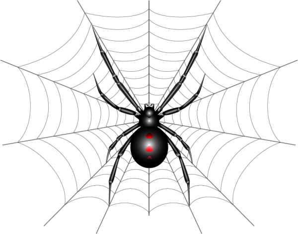 Паук на паутине