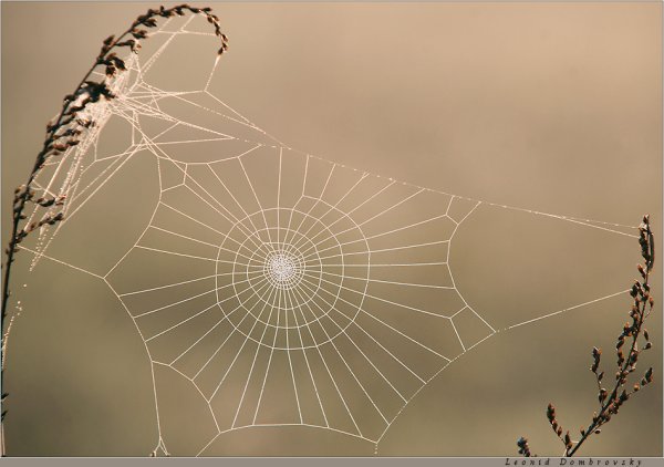 Паутина белая