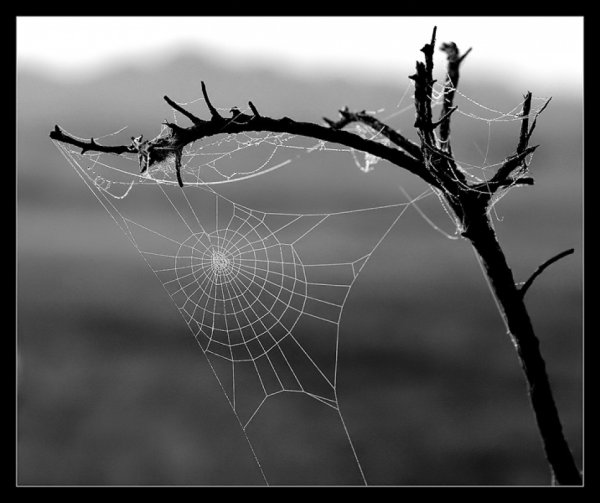 Чёрная вдова паук паутина