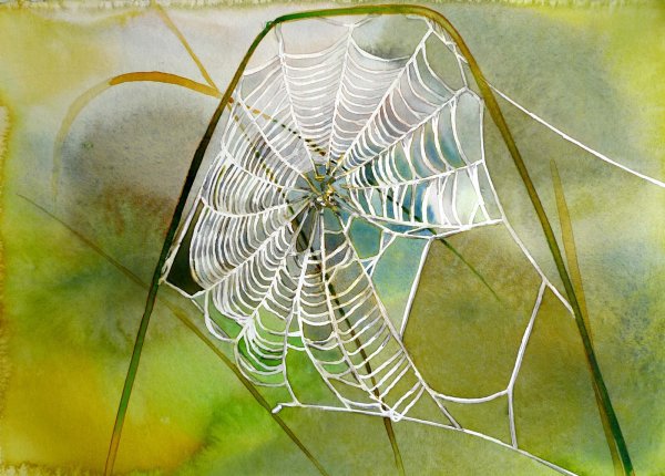 Паутина картинка для детей