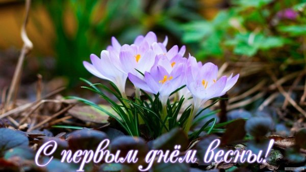 Художник Jan Weenink мир птиц