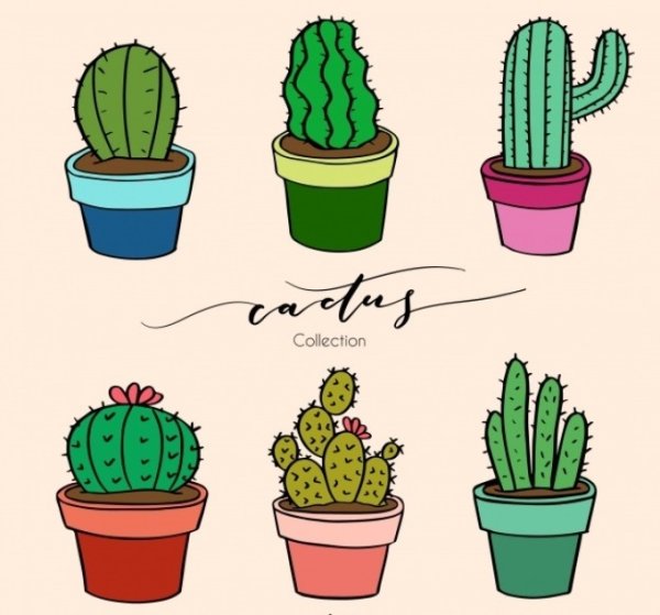 Кактус для срисовки