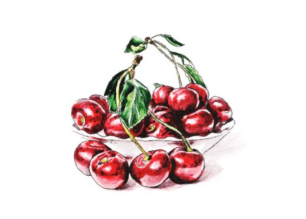 Вишня акварелью