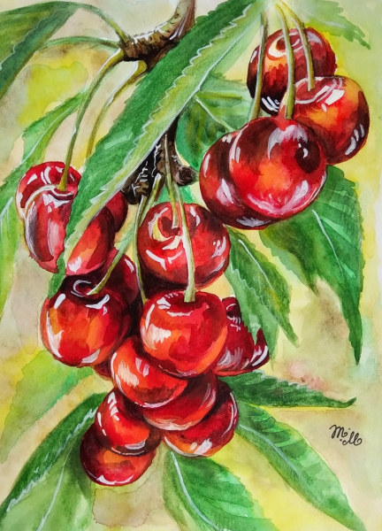 Вишня рисунок