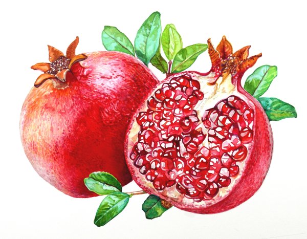 Гранат акварелью