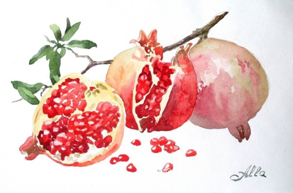 Гранат рисунок