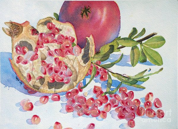 Половина граната акварелью