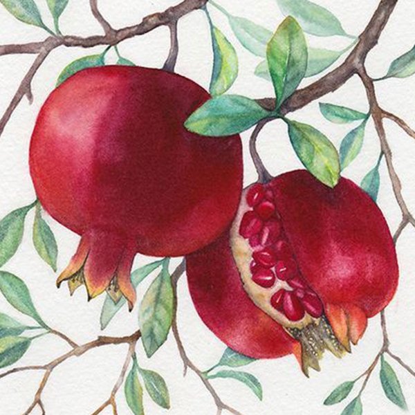 Гранат акварелью