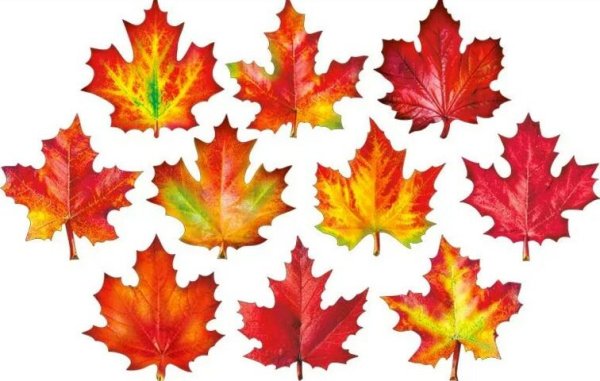 Цветной лист