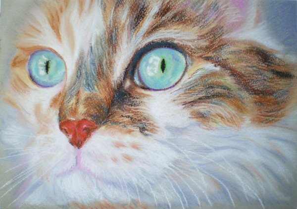 Коты пастелью