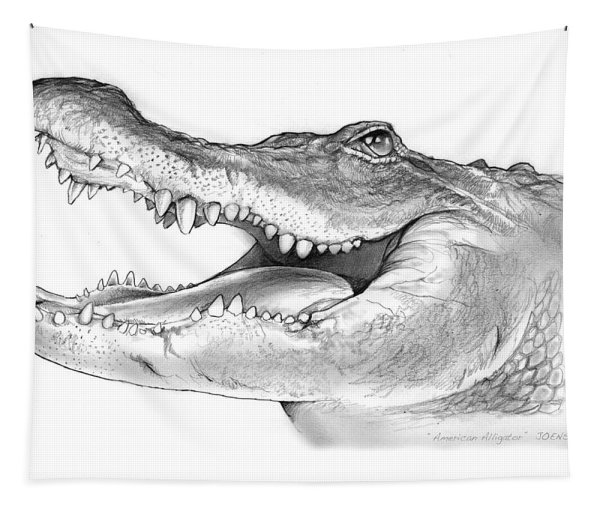 Рисунки крокодилов карандашом