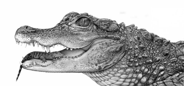 Крокодил черно белый