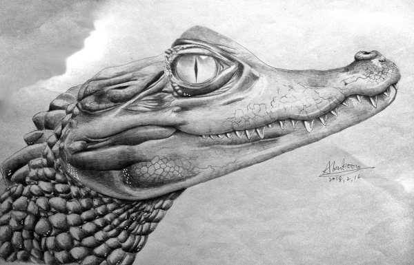 Крокодил скетч