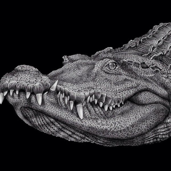 Крокодил арт