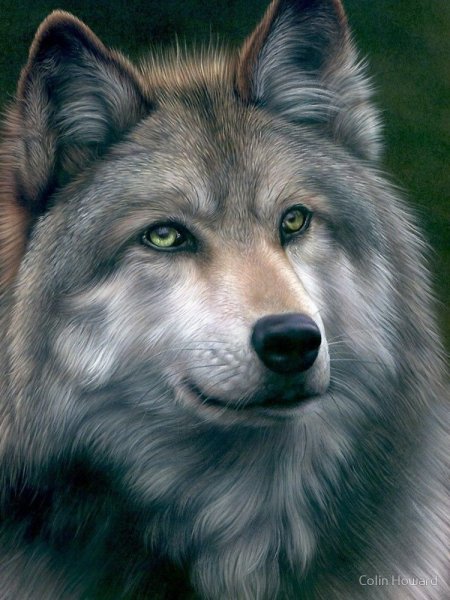 Красивый волк