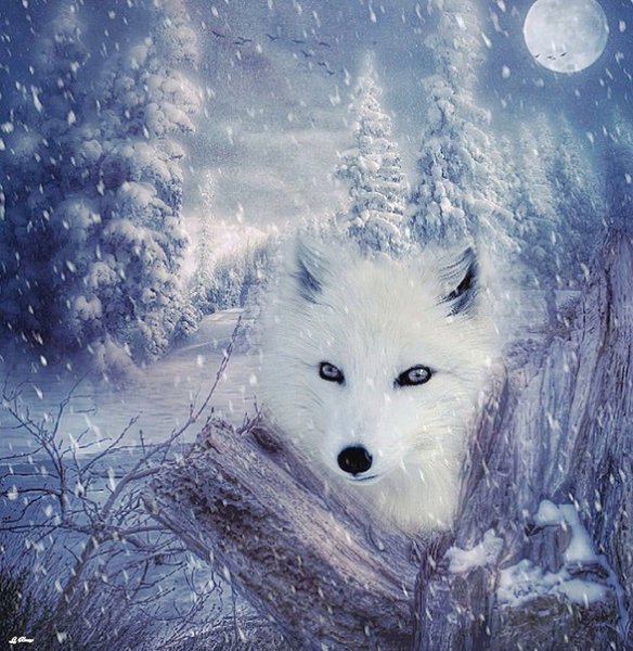 Полярная лиса арт