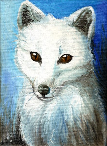 Арктический песец