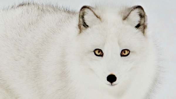 Песец Кицунэ