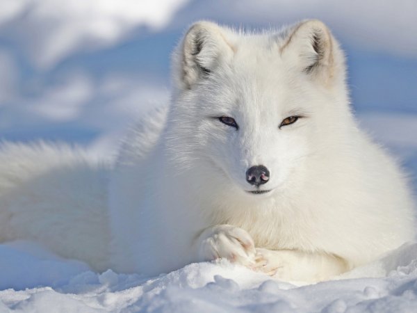 Медновский голубой песец рисунок