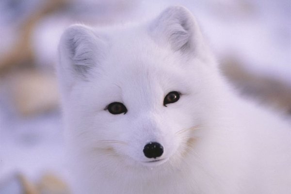 Песец на снегу