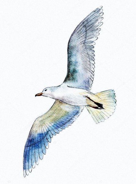 Чайка акварель