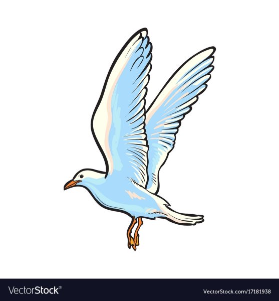 Чайка для срисовки