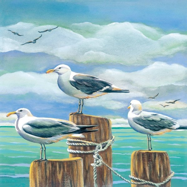 Чайка рисунок