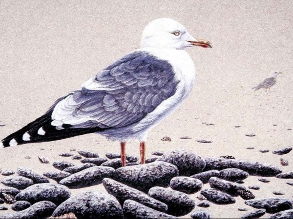 Чайки в графике