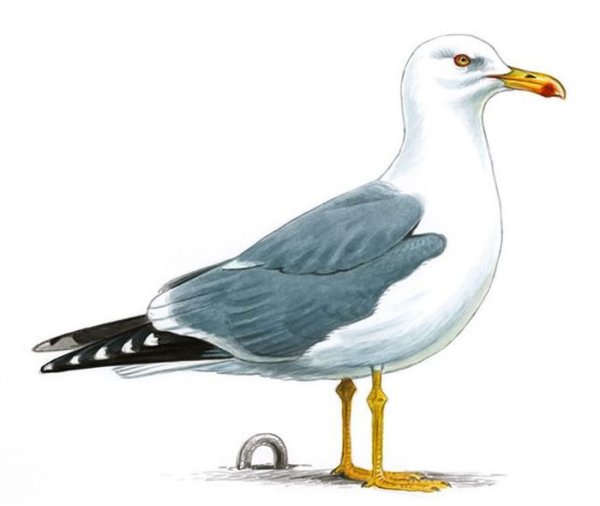 Чайка для детей