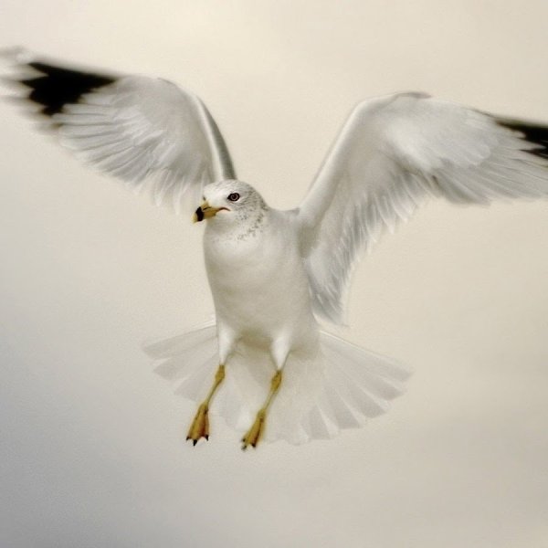 Белая птица с черными крыльями