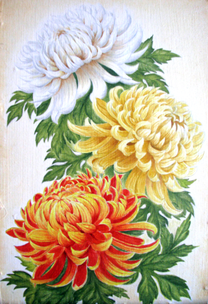 Хризантема золотое Руно