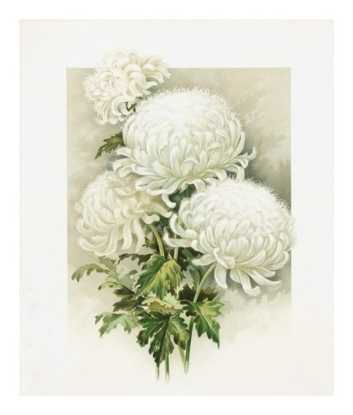 Белые хризантемы акварелью
